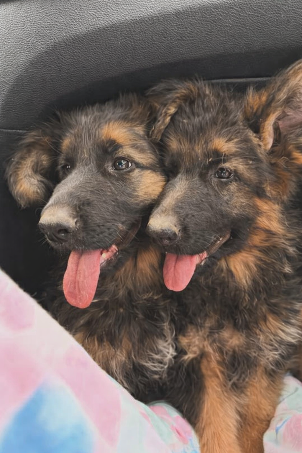 Köpek Eğitimi Von Erk