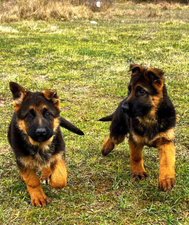 Alman Çoban Köpeği Eğitimi Kaç Aylıkken Başlar?