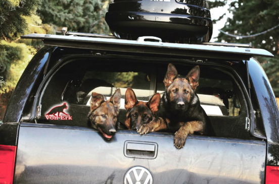 Alman Çoban Köpeği Fiyatlarını Neler Belirler?