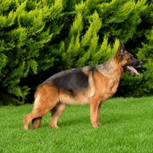 Leydi Erk von Erk