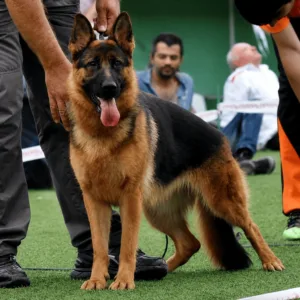 Urana von Erk